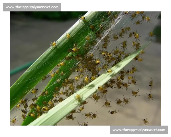 小蜘蛛的警示：世俱杯细节如丝，疏漏即失良机